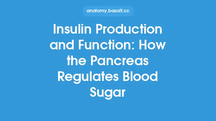 Insulin Production and Function: How the Pancreas Regulates Blood Sugar Thumbnail