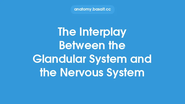 The Interplay Between the Glandular System and the Nervous System Thumbnail