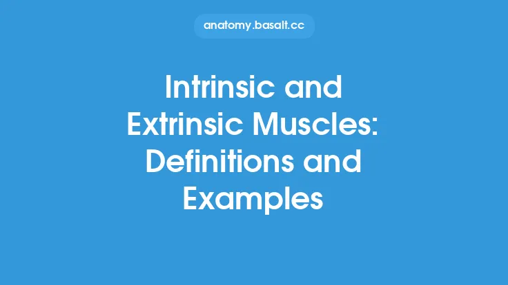 Intrinsic and Extrinsic Muscles: Definitions and Examples Thumbnail