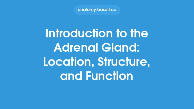 Introduction to the Adrenal Gland: Location, Structure, and Function Thumbnail