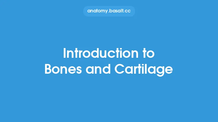 Introduction to Bones and Cartilage Thumbnail