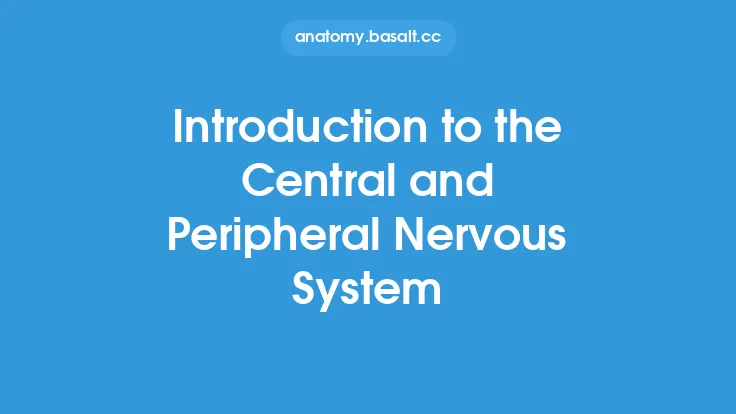 Introduction to the Central and Peripheral Nervous System Thumbnail