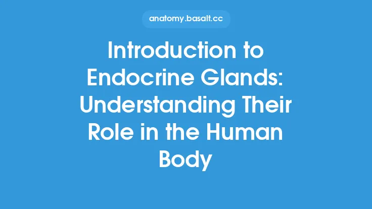 Introduction to Endocrine Glands: Understanding Their Role in the Human Body Thumbnail