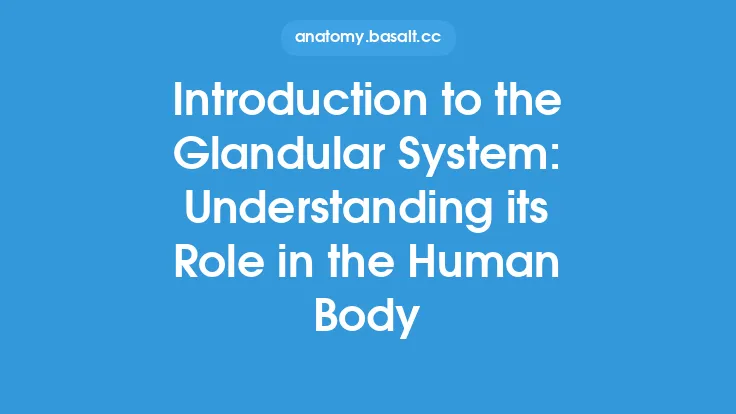 Introduction to the Glandular System: Understanding its Role in the Human Body Thumbnail
