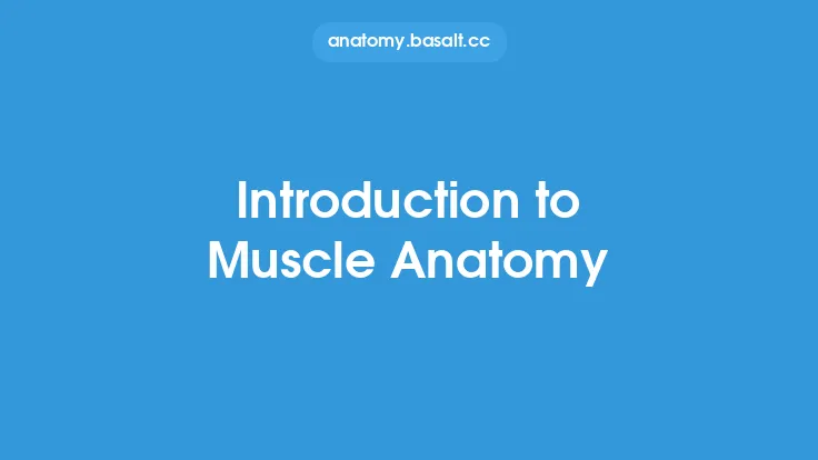 Introduction to Muscle Anatomy Thumbnail