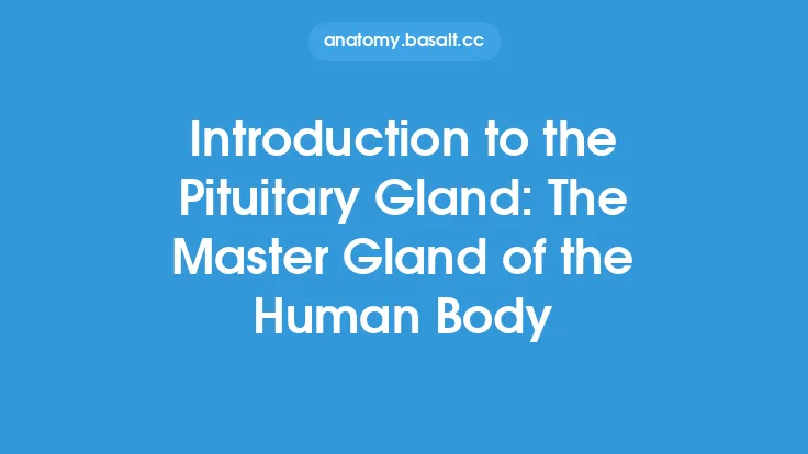 Introduction to the Pituitary Gland: The Master Gland of the Human Body Thumbnail
