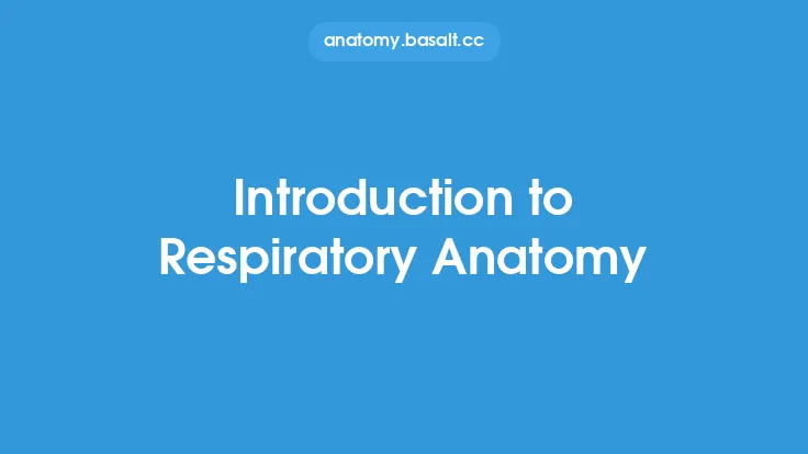 Introduction to Respiratory Anatomy Thumbnail
