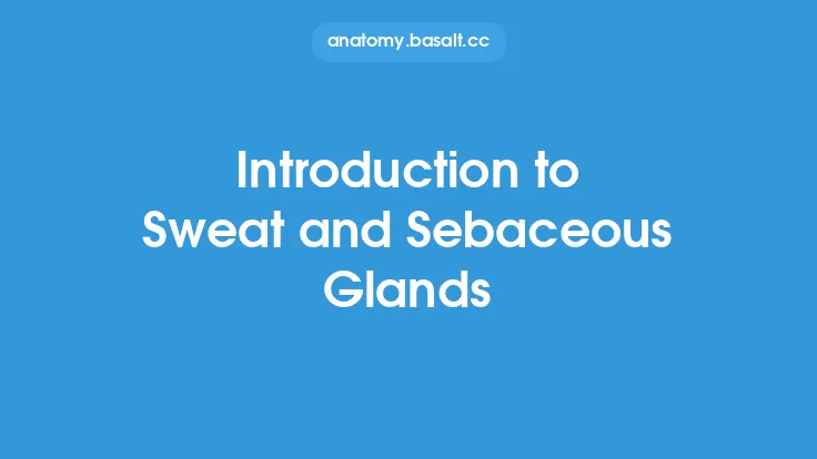Introduction to Sweat and Sebaceous Glands Thumbnail