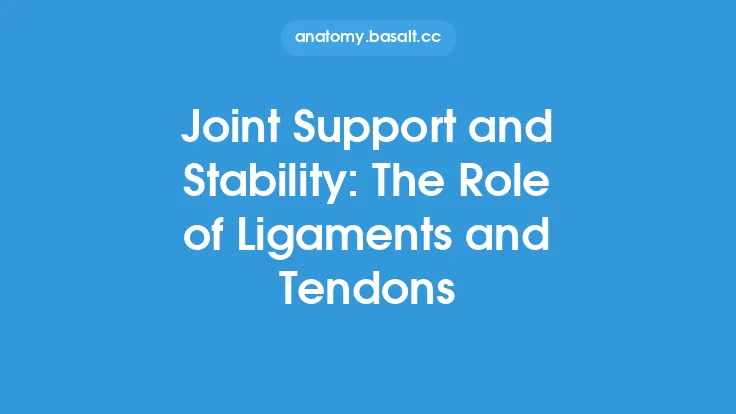Joint Support and Stability: The Role of Ligaments and Tendons Thumbnail