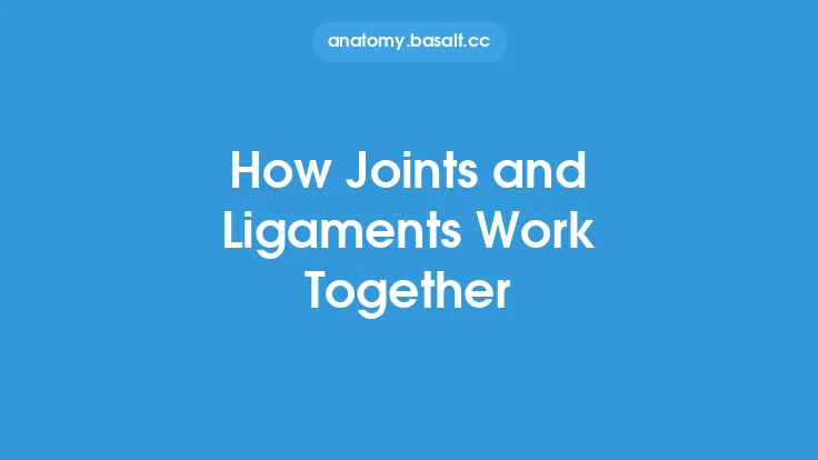 How Joints and Ligaments Work Together Thumbnail