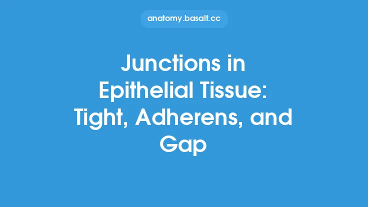 Junctions in Epithelial Tissue: Tight, Adherens, and Gap Thumbnail