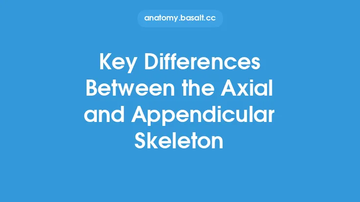 Key Differences Between the Axial and Appendicular Skeleton Thumbnail