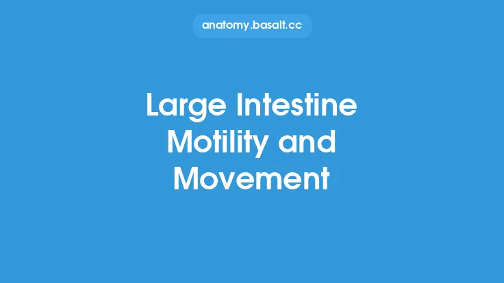 Large Intestine Motility and Movement Thumbnail