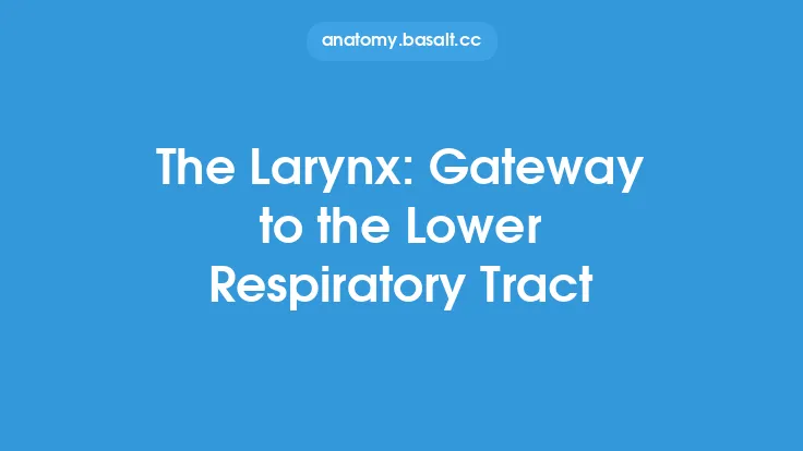 The Larynx: Gateway to the Lower Respiratory Tract Thumbnail