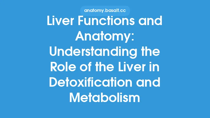 Liver Functions and Anatomy: Understanding the Role of the Liver in Detoxification and Metabolism Thumbnail