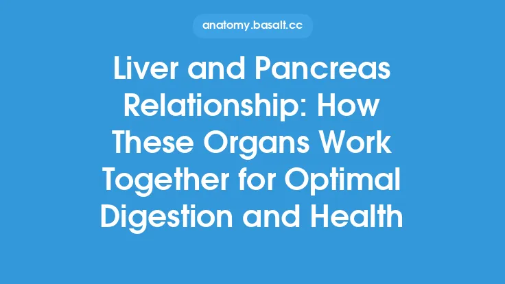 Liver and Pancreas Relationship: How These Organs Work Together for Optimal Digestion and Health Thumbnail