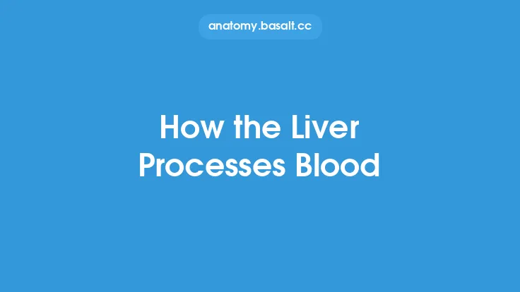 How the Liver Processes Blood Thumbnail