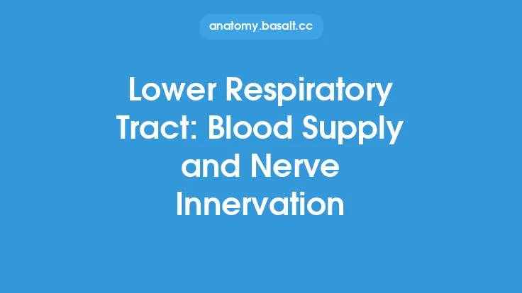 Lower Respiratory Tract: Blood Supply and Nerve Innervation Thumbnail