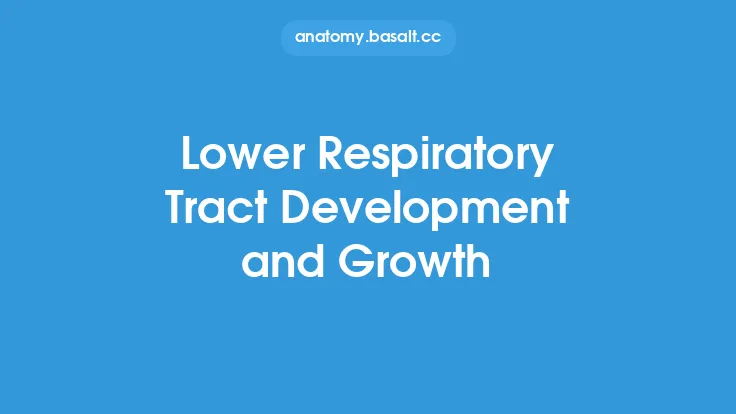Lower Respiratory Tract Development and Growth Thumbnail