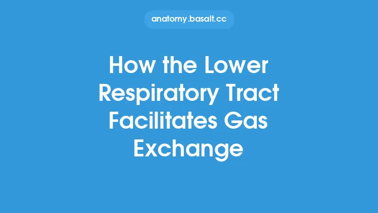 How the Lower Respiratory Tract Facilitates Gas Exchange Thumbnail
