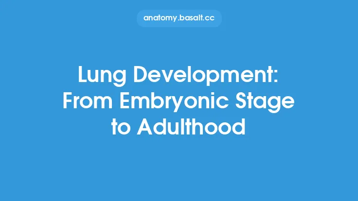 Lung Development: From Embryonic Stage to Adulthood Thumbnail