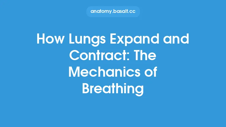How Lungs Expand and Contract: The Mechanics of Breathing Thumbnail
