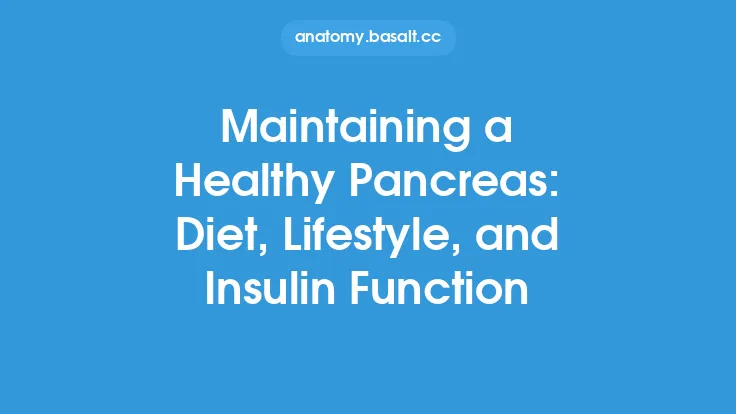 Maintaining a Healthy Pancreas: Diet, Lifestyle, and Insulin Function Thumbnail