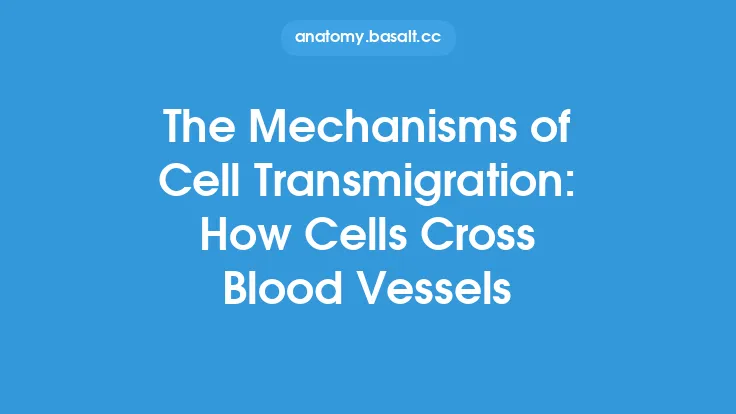 The Mechanisms of Cell Transmigration: How Cells Cross Blood Vessels Thumbnail
