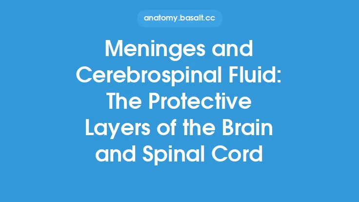 Meninges and Cerebrospinal Fluid: The Protective Layers of the Brain and Spinal Cord Thumbnail
