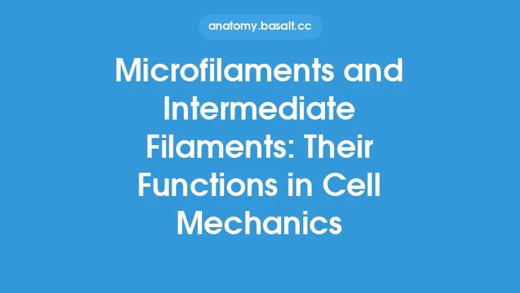 Microfilaments and Intermediate Filaments: Their Functions in Cell Mechanics Thumbnail