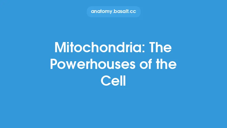 Mitochondria: The Powerhouses of the Cell Thumbnail