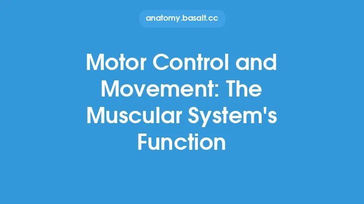Motor Control and Movement: The Muscular System