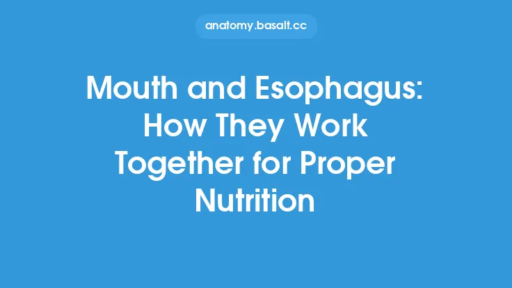Mouth and Esophagus: How They Work Together for Proper Nutrition Thumbnail
