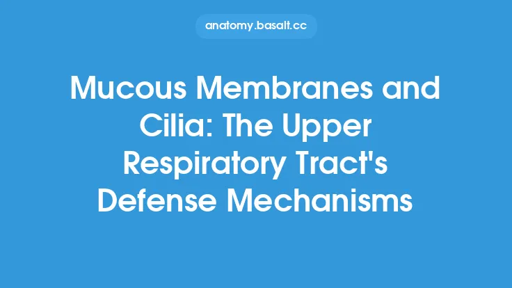 Mucous Membranes and Cilia: The Upper Respiratory Tract