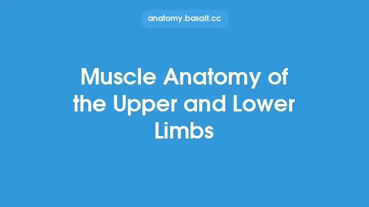 Muscle Anatomy of the Upper and Lower Limbs Thumbnail