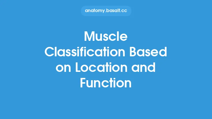 Muscle Classification Based on Location and Function Thumbnail