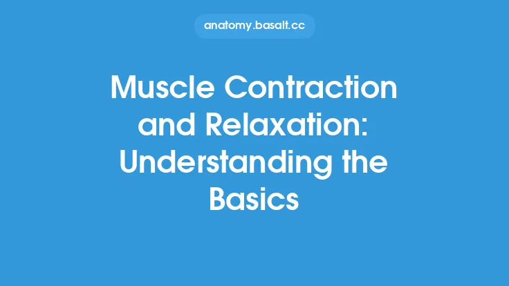 Muscle Contraction and Relaxation: Understanding the Basics Thumbnail