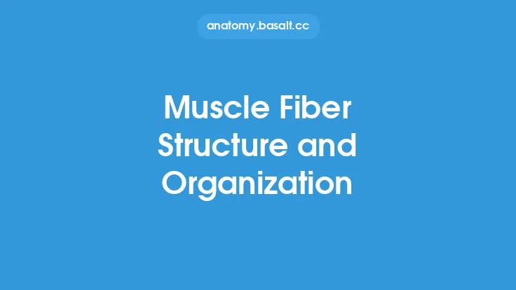 Muscle Fiber Structure and Organization Thumbnail