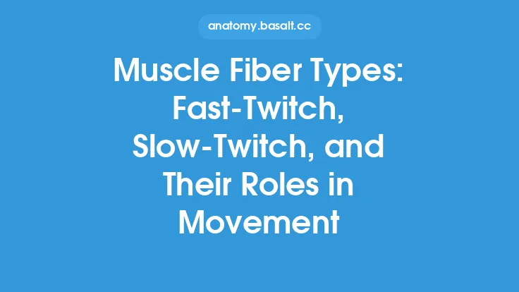 Muscle Fiber Types: Fast-Twitch, Slow-Twitch, and Their Roles in Movement Thumbnail