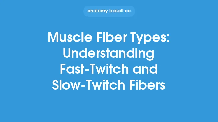Muscle Fiber Types: Understanding Fast-Twitch and Slow-Twitch Fibers Thumbnail