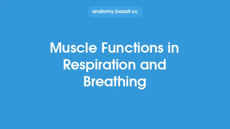 Muscle Functions in Respiration and Breathing Thumbnail