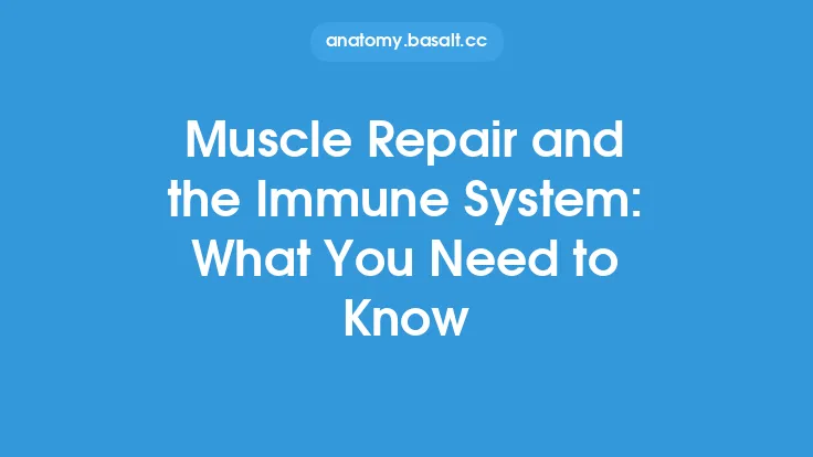 Muscle Repair and the Immune System: What You Need to Know Thumbnail