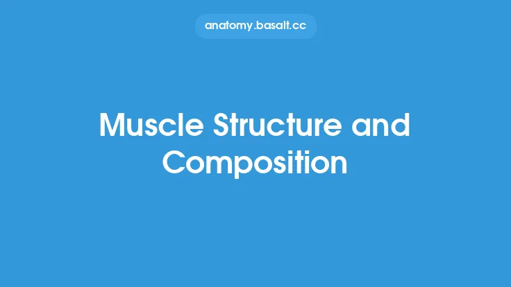 Muscle Structure and Composition Thumbnail