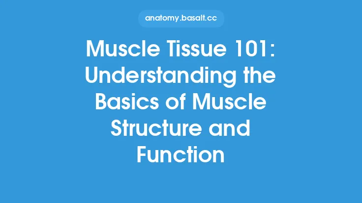 Muscle Tissue 101: Understanding the Basics of Muscle Structure and Function Thumbnail