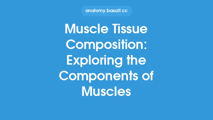 Muscle Tissue Composition: Exploring the Components of Muscles Thumbnail