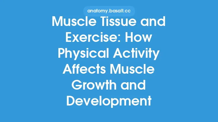 Muscle Tissue and Exercise: How Physical Activity Affects Muscle Growth and Development Thumbnail