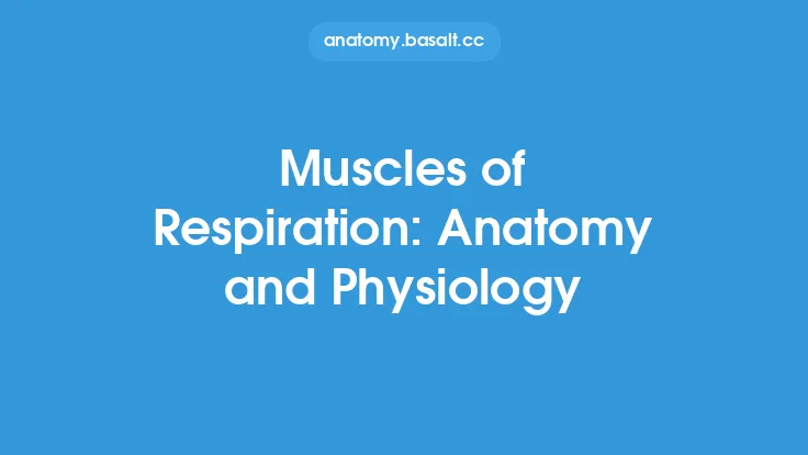 Muscles of Respiration: Anatomy and Physiology Thumbnail