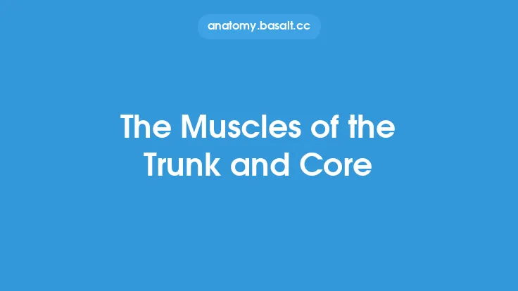The Muscles of the Trunk and Core Thumbnail