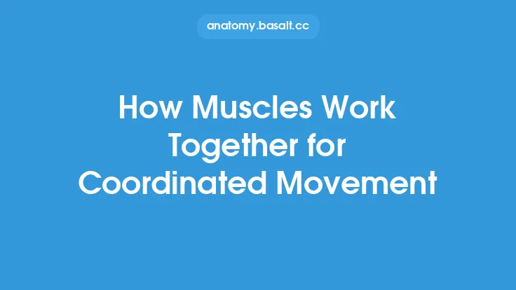 How Muscles Work Together for Coordinated Movement Thumbnail