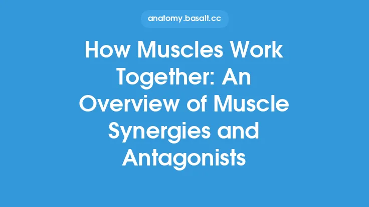 How Muscles Work Together: An Overview of Muscle Synergies and Antagonists Thumbnail